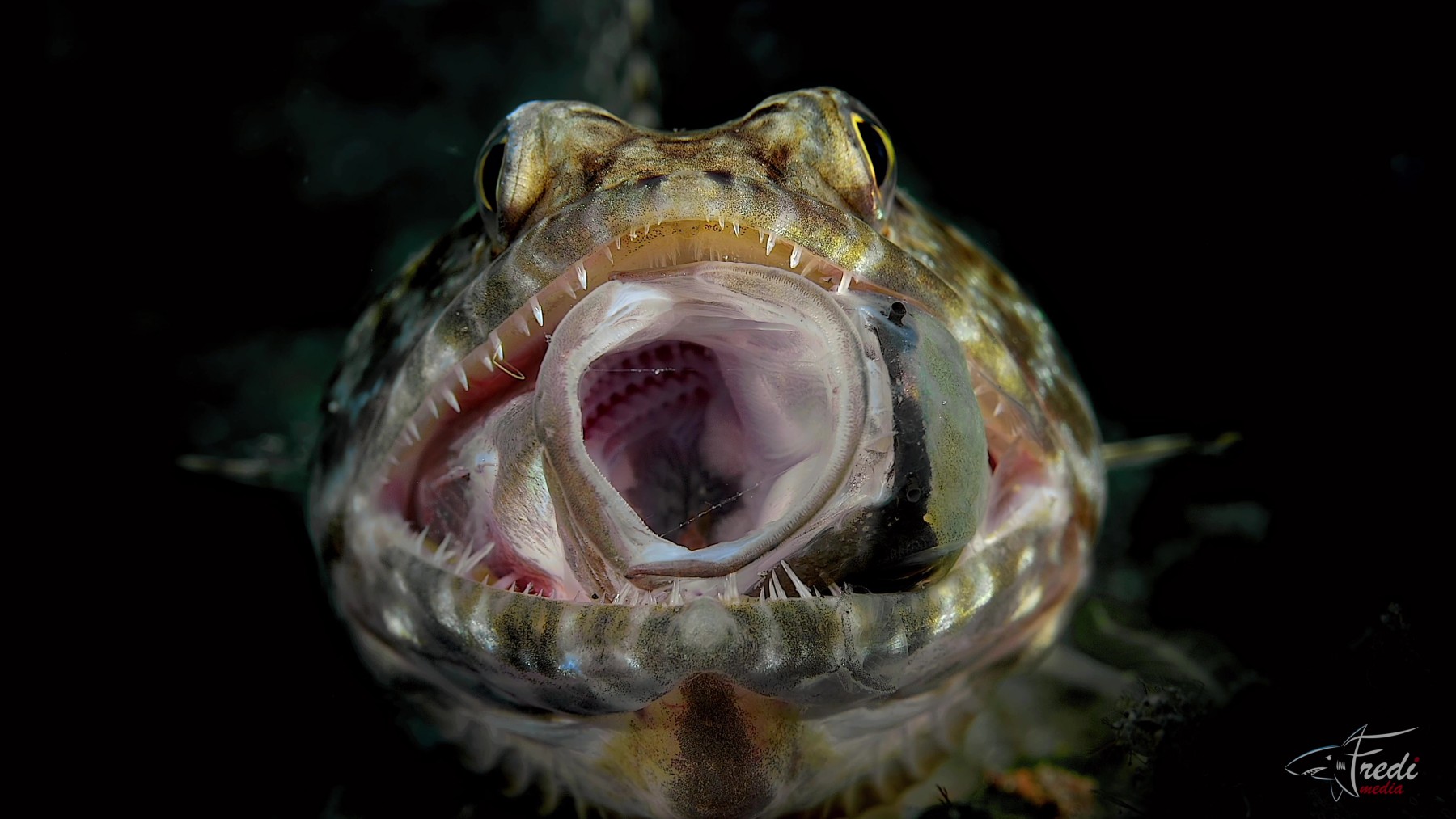 Closing session and awards ceremony. Saturday 23rd November: Celebrating the majesty of the ocean