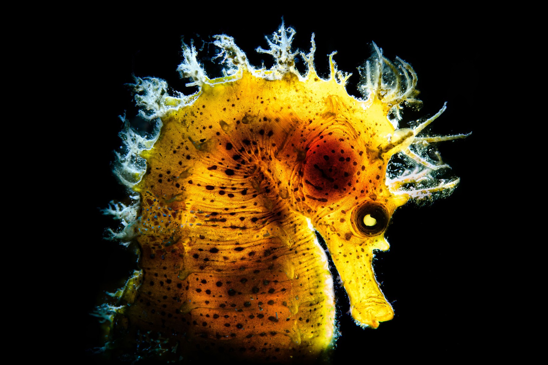 The ocean in images: CIMASUB’s photographic exhibitions fill San Sebastián with underwater life