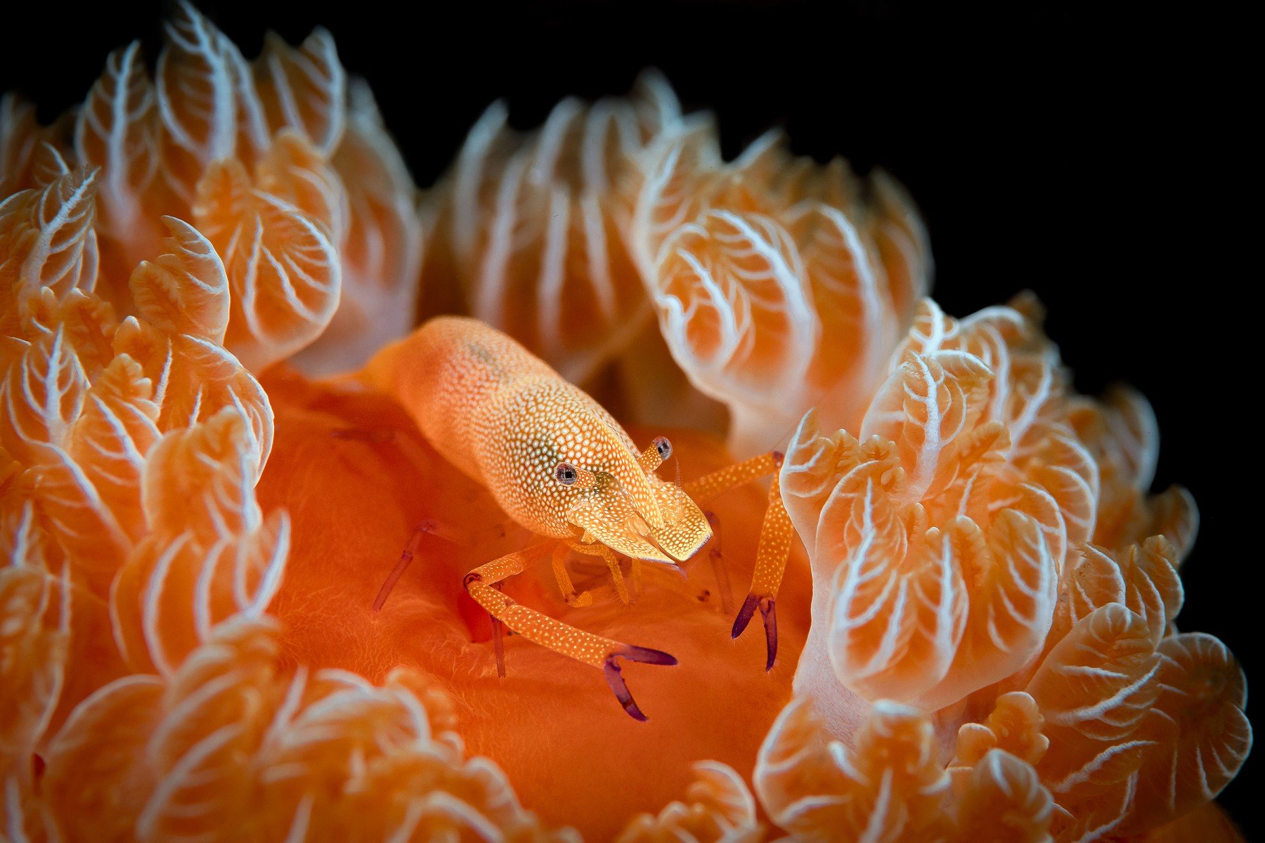 CIMASUB 2025: hiru zinema saio itsasoaren egia ezagutzeko